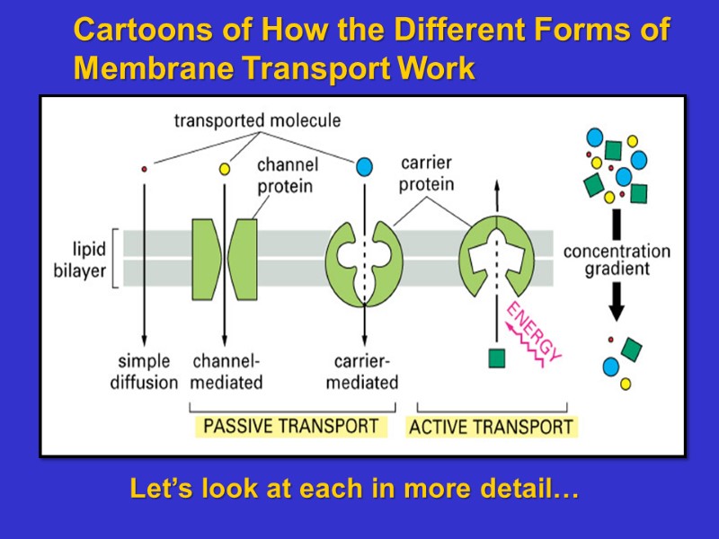Cartoons of How the Different Forms of Membrane Transport Work Let’s look at each